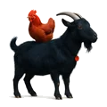 Farm Pets